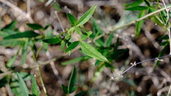 Clematis linearifolia
