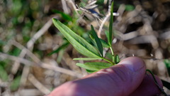 Clematis linearifolia