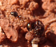 Dorymyrmex bicolor