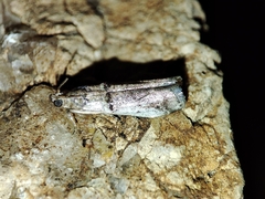 Pseudacrobasis tergestella