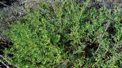Image of Pimelea microcephala by (c) Peter Crowcroft, some rights reserved (CC BY)