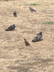 Sturnus vulgaris