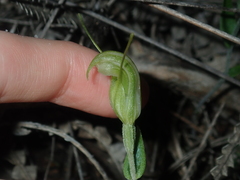 Pterostylis dilatata