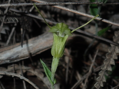 Pterostylis dilatata