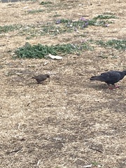 Sturnus vulgaris