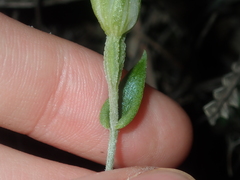 Pterostylis dilatata