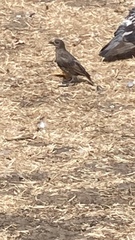 Sturnus vulgaris