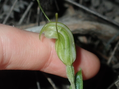 Pterostylis dilatata