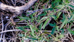 Clematis linearifolia