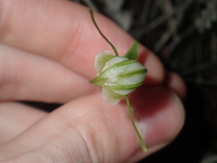 Pterostylis dilatata