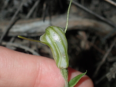 Pterostylis dilatata