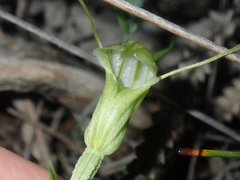Pterostylis dilatata