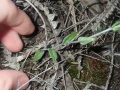 Pterostylis dilatata