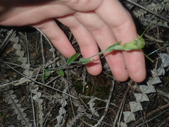 Pterostylis dilatata