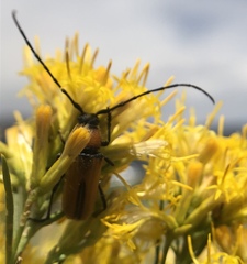 Crossidius coralinus
