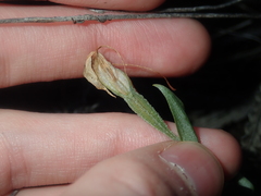 Pterostylis dilatata