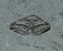 Digrammia pallorata