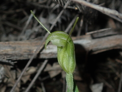 Pterostylis dilatata