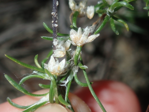 Image of Laxmannia sessiliflora by (c) Thomas Mesaglio, some rights reserved (CC BY)