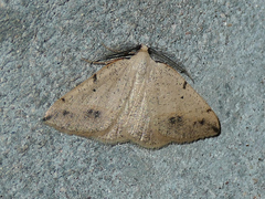 Drepanulatrix bifilata