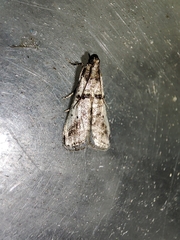 Pseudacrobasis tergestella