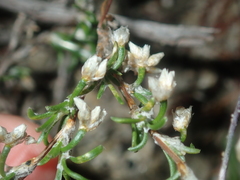 Laxmannia sessiliflora