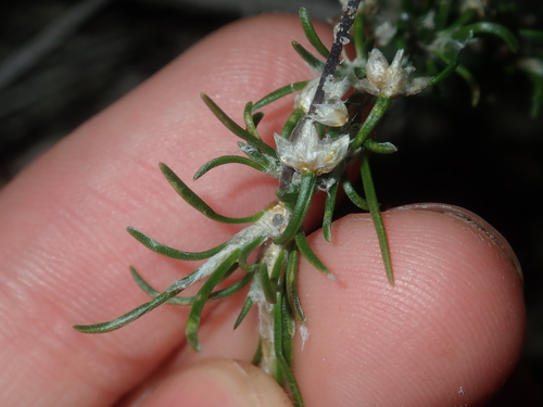 Image of Laxmannia sessiliflora by (c) Thomas Mesaglio, some rights reserved (CC BY)