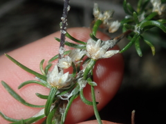 Laxmannia sessiliflora