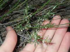 Laxmannia sessiliflora