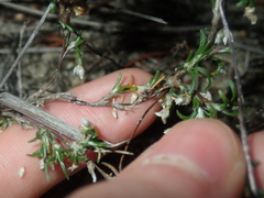 Laxmannia sessiliflora