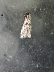Pseudacrobasis tergestella