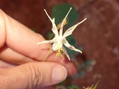Aquilegia micrantha