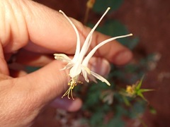 Aquilegia micrantha