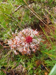Isopogon asper