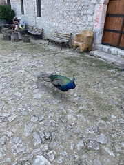 Pavo cristatus