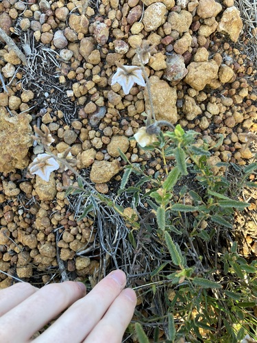 Image of Thomasia grandiflora by (c) Thomas Mesaglio, some rights reserved (CC BY)