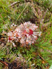 Isopogon asper