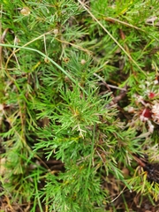 Isopogon asper