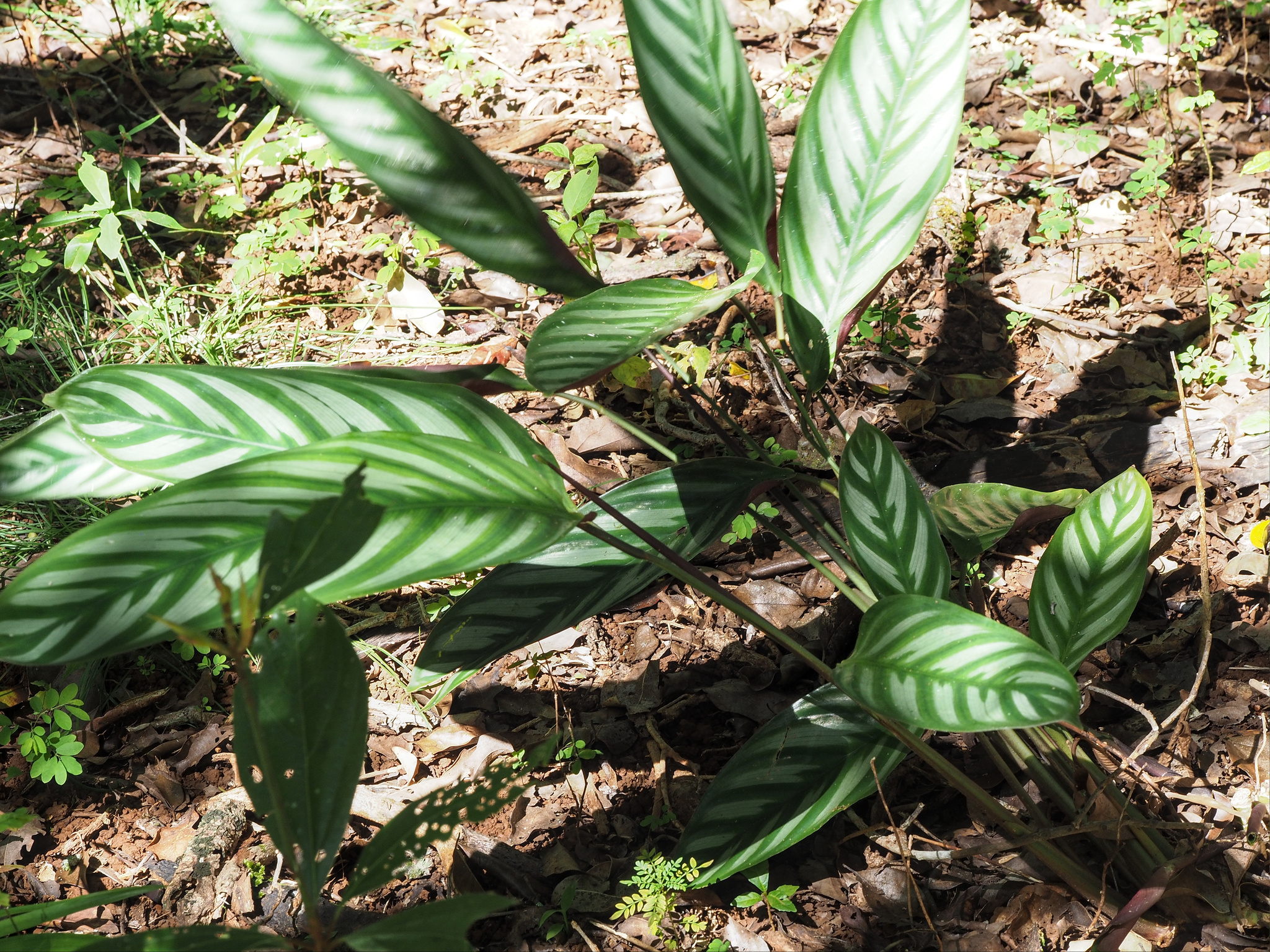 Imagem de Maranta