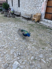 Pavo cristatus