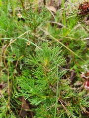 Isopogon asper