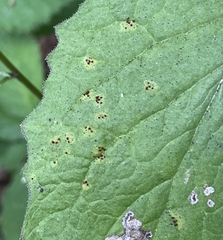 Puccinia lapsanae