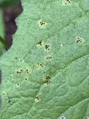 Puccinia lapsanae