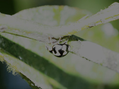 Phrynocaria gratiosa