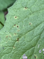 Puccinia lapsanae