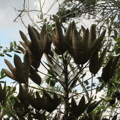 Oreopanax bogotensis