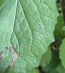 Puccinia lapsanae