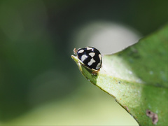 Phrynocaria gratiosa