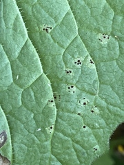 Puccinia lapsanae