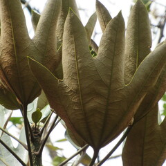 Oreopanax bogotensis